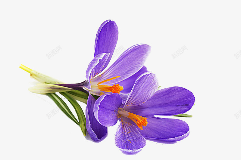 紫罗兰花朵png免抠素材_新图网 https://ixintu.com 生物世界 紫罗兰花 美丽鲜花 花朵 花草树木