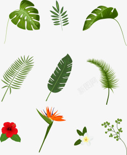 手绘热带植物手绘树叶鲜艳花朵高清图片