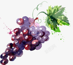 葡萄与水水彩绘葡萄高清图片