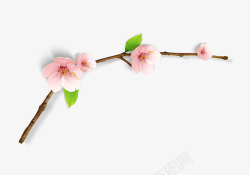 桃花枝白色春天桃花树枝高清图片