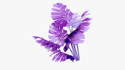 紫色植物叶子素材