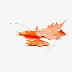 落叶秋天的一片红色枫叶高清图片