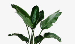 热带植物叶子矢量图绿色美人蕉叶子高清图片