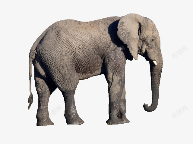 安静的年迈非洲象png免抠素材_新图网 https://ixintu.com 侧面大象 动物 安静的大象 年迈风格 非洲象