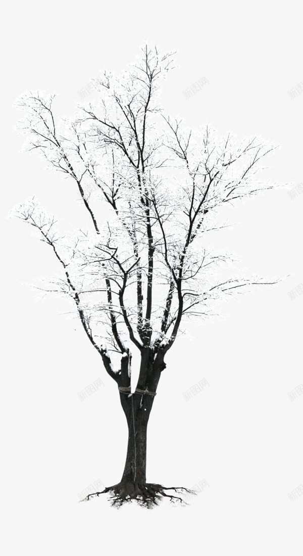 冬日雪花枯树png免抠素材_新图网 https://ixintu.com 一棵枯树 下雪 严寒 冬天 枯树 雪花