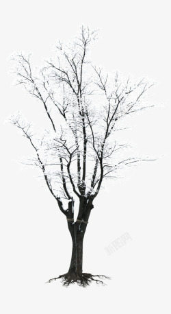 严寒冬日雪花枯树高清图片