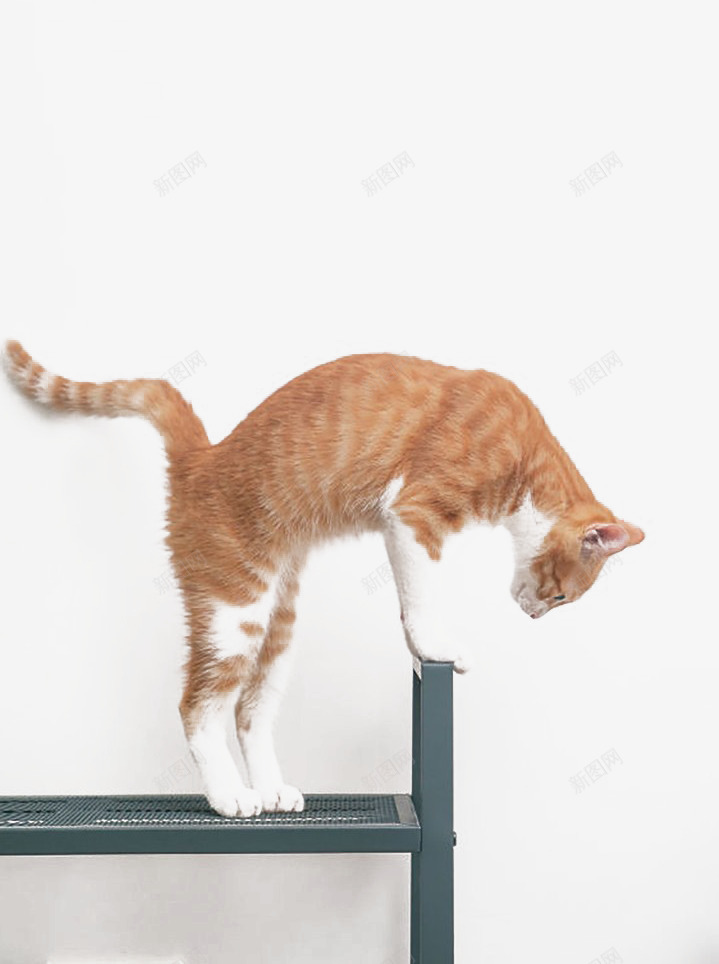 俯瞰的猫咪png免抠素材_新图网 https://ixintu.com 俯瞰 棕色 猫咪 白爪