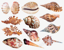 棕色扇贝棕色海螺合集高清图片