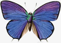 翅膀标本蓝色蝴蝶高清图片