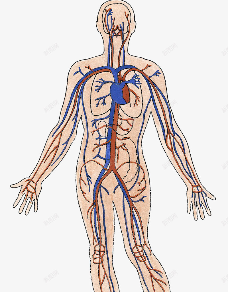 人体血管分布png免抠素材_新图网 https://ixintu.com 动脉 心脏 心血管 静脉