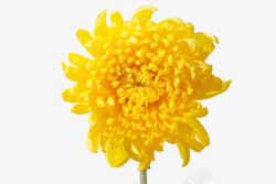黄色的菊花搭配菊花摄影高清图片