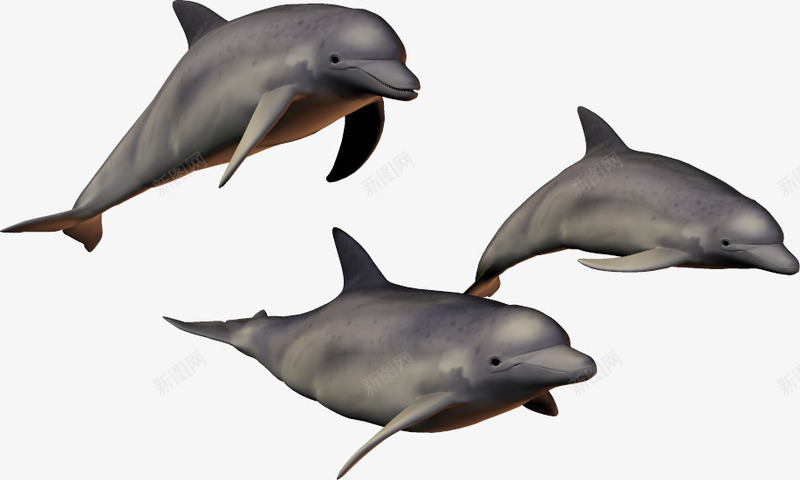 生物3d鱼类png免抠素材_新图网 https://ixintu.com 3d动物 3d卡通 动物 海底生物 海洋