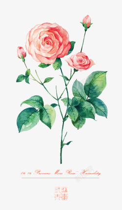 水墨手绘粉红色的玫瑰花素材
