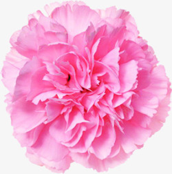 粉色温馨简单花朵康乃馨花束素材