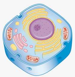 生物学插图细胞结构插图高清图片