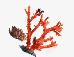 海底珊瑚装饰图案素材