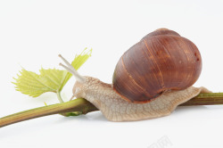 棕色枝干攀爬的蜗牛高清图片