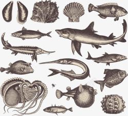 海底素描鱼素材