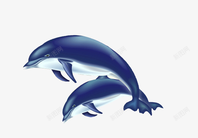 海洋生物图案png免抠素材_新图网 https://ixintu.com 手绘 海水 海洋 海洋生物 海洋馆 海豚