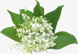 白色花朵绿叶装修素材
