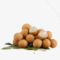 热带龙眼素材