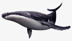 鲸鱼坐臀鲸鱼高清图片