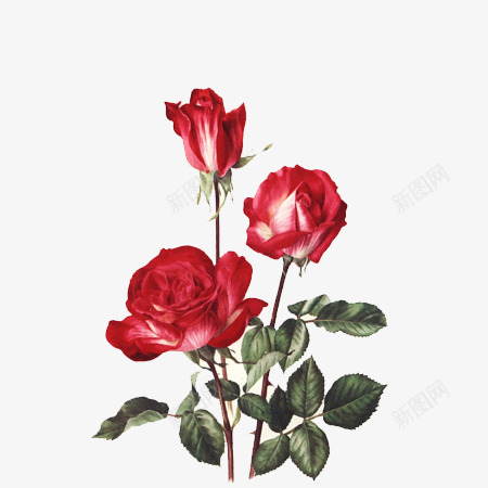 月季花插画png免抠素材_新图网 https://ixintu.com 唯美 月季花 红色花 花卉