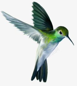 绿色翅膀的小鸟绿色羽毛长嘴小鸟高清图片