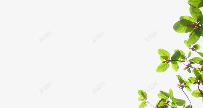 绿色树枝树叶实物png免抠素材_新图网 https://ixintu.com 实物 树叶 树枝 素材 绿色
