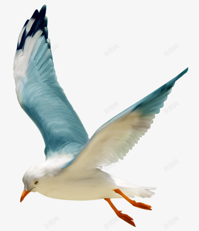 飞翔的海鸥png免抠素材_新图网 https://ixintu.com 小鸟 手绘 海鸥 蓝色 飞翔 鸟儿 鸟类