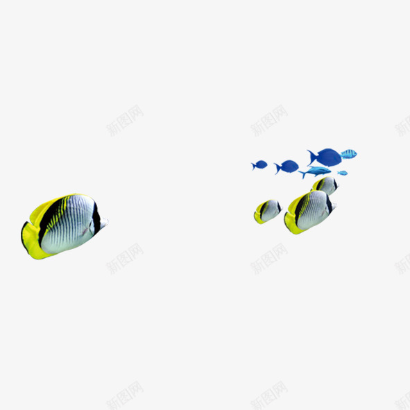 海底精灵png免抠素材_新图网 https://ixintu.com 海底 鱼儿