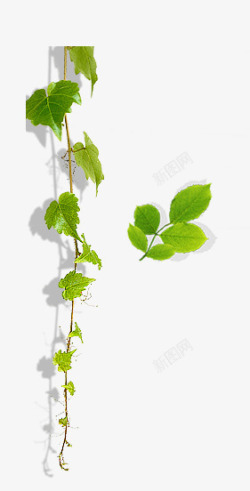 植物树枝背景图片葡萄蔓藤高清图片