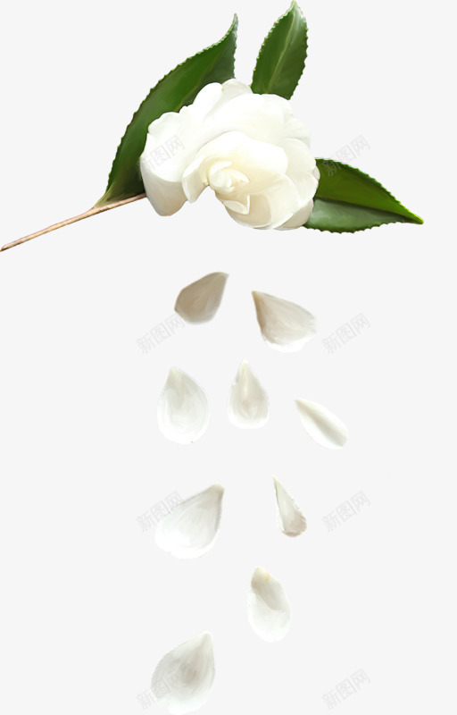 白色玫瑰花png免抠素材_新图网 https://ixintu.com 玫瑰花 白玫瑰 白色玫瑰花 花瓣 飘落的花瓣
