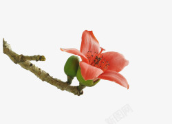 一个花苞棕色枝条上一朵绽放的红棉花实物高清图片