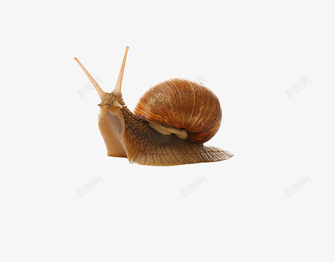 微生物蜗牛png免抠素材_新图网 https://ixintu.com 带壳生物 爬行 简单的蜗牛图片 素材图片蜗牛