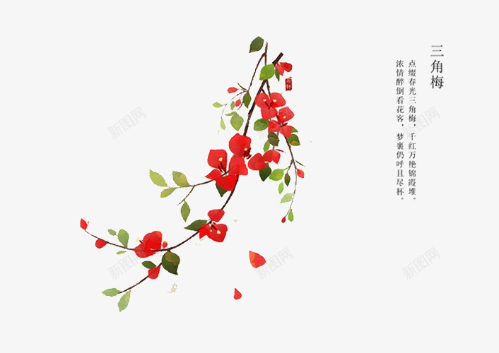 三角梅花语png免抠素材_新图网 https://ixintu.com 三角梅 植物 红色 绿叶 花语