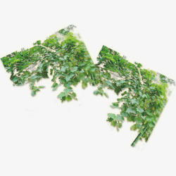繁茂的藤蔓素材
