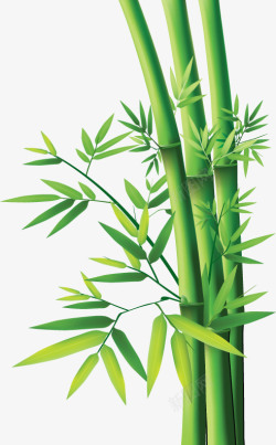 竹子竹叶植物素材