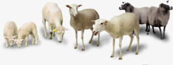 春季草原羊动物素材