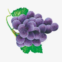 一串紫葡萄黑加仑葡萄高清图片