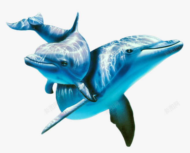 蓝色海洋海豚海洋生物png免抠素材_新图网 https://ixintu.com 海洋 海洋生物 海豚 蓝色
