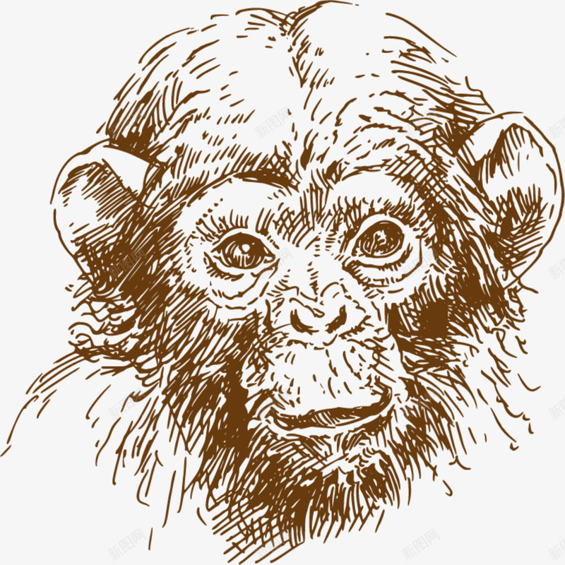 素描可爱猿猴png免抠素材_新图网 https://ixintu.com 动物 可爱猿猴 呆萌猿猴 棕色毛发 棕色猿猴 素描猿猴