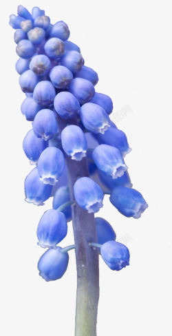 葡萄风信子实物紫色风信子花朵高清图片