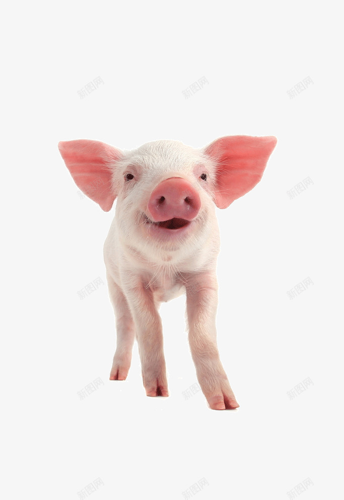 可爱小猪png免抠素材_新图网 https://ixintu.com 宠物猪 家猪 猪 猪崽 猪耳朵 猪鼻子