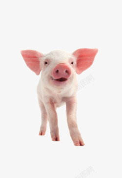 猪耳朵可爱小猪高清图片