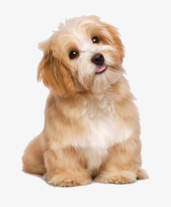 宠物狗可爱的吐舌头长毛狗高清图片