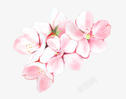 春分粉色樱花花朵绿色高清图片