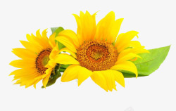 黄色花朵素材金葵花向日葵黄色花朵鲜花向阳花高清图片