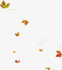金黄色秋季景象漂浮枫叶黄色叶子高清图片