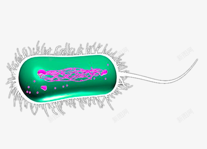 大肠杆菌png免抠素材_新图网 https://ixintu.com 大肠杆菌 微生物 显微镜下实物